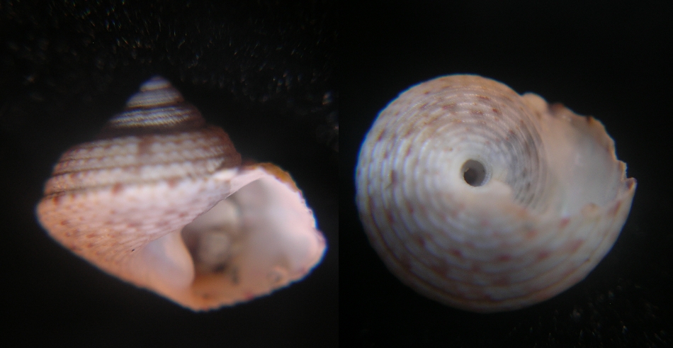 Gibbula guttadauri???